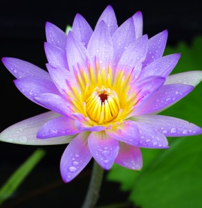 Purple Lotus 3